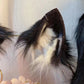 Lovely Jackal Faux Fur ~ Ears, Collar, & Tail